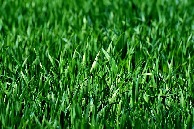 Zadbany, zielony trawnik w ogrodzie